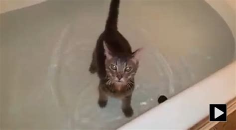 Cat Loves Water Loves Playing In The Bathtub Even More Kitten Love Cat Shots Cats