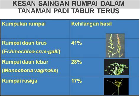 Racun rumpai sistemik bertindak secara serap iaitu diserap oleh rumpai dan membunuh keseluruhan bahagian rumpai sehingga ke akarnya. BAKTI DISEMAI DAN JANJI DITUNAI: RUMPAI DAUN TIRUS