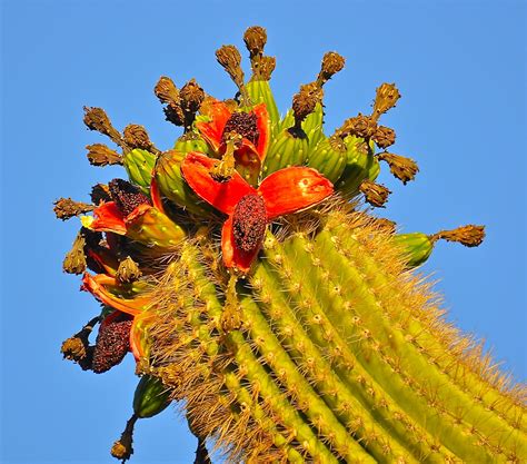 The plant will spawn saguaro fruits on its sides after rainfall. Finding Arizona: "Red Flowers" of the Saguaro Cactus