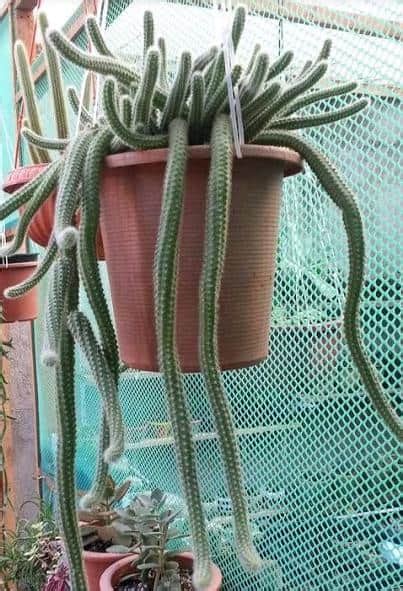 14 Cacti And Succulents That Hang Or Trail With Pictures Succulent Plant Care