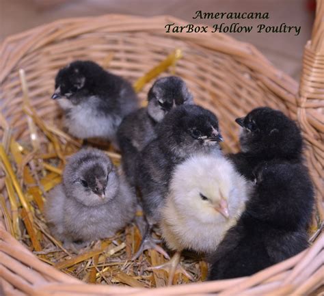 ameraucana chicks tb - TarBox Hollow Poultry