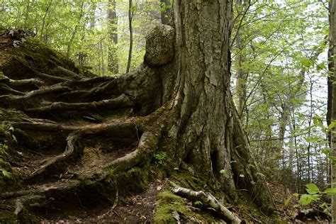 21 Reasons Why Forests Are Important