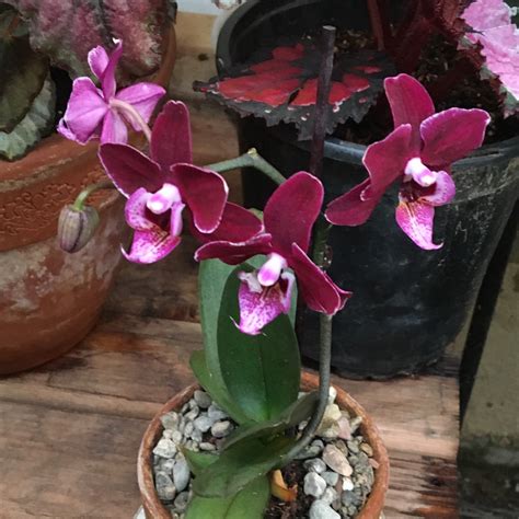 All orchid related content is welcome here! Oncidium 'Sharry Baby', Oncidium Orchid 'Sharry Baby' in ...