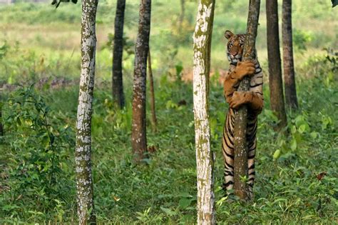 Central park is a huge public park that opened in 1857 and is located in manhattan's heart. Gazipur safari Park - Bangladesh Travel