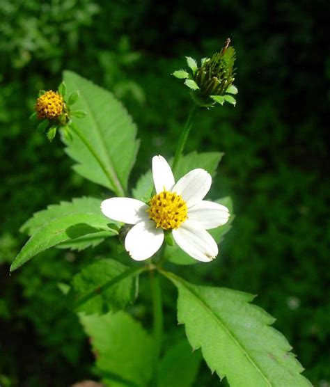 Khemraj bairwa*, rajeev kumar, ram jee sharma, ram kumar roy. Bidens pilosa - Alchetron, The Free Social Encyclopedia
