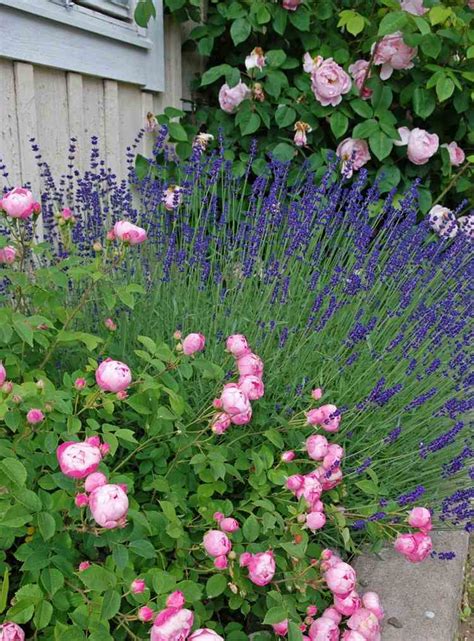 Gartengestaltung Mit Rosen Tipps Für Einen Schönen Rosengarten