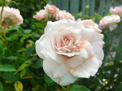 Texas Antique Rose Emporium Introduces 3 Winning Roses
