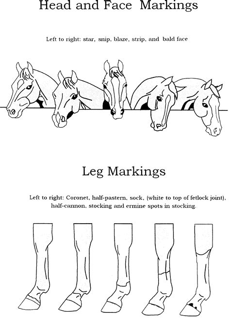 16 Best Images Of Horse Knowledge Worksheets Horse Face Markings And