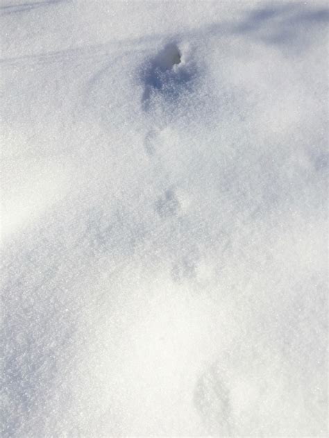 Meadow Vole Tracks And Hole In The Snow Bc 3 Natural Areas Notebook