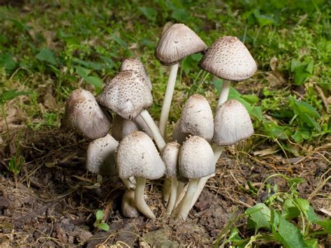 Photo Of Magic Mushrooms