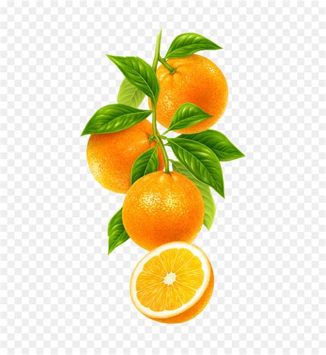 Agrumes Le Mandarin Orange Clémentine Png Agrumes Le Mandarin