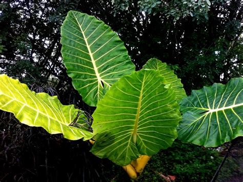Most of them went dormant anyway, including alocasia lauterbachiana. Black Olive East Nursery | plantANT.com