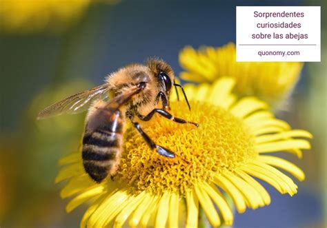 18 curiosidades sobre las abejas ¿por qué son tan importantes