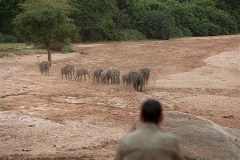 This is one of the cheapest ways to travel in tanzania and you'll be. How much does a safari cost? - Wayo Africa
