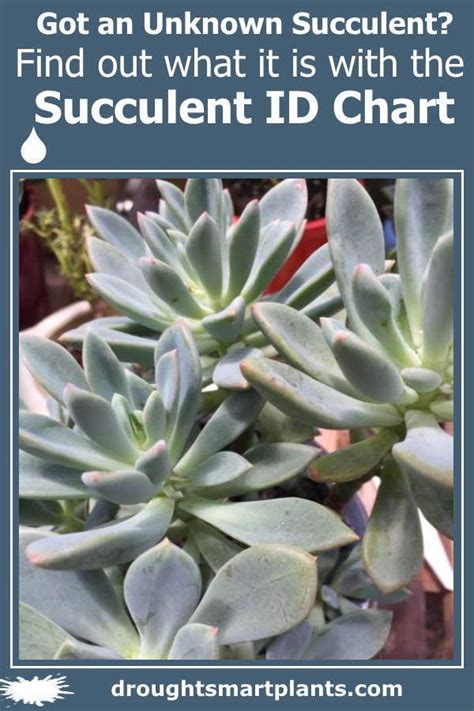 Succulent Identification Chart Find Your Unknown Plant Here