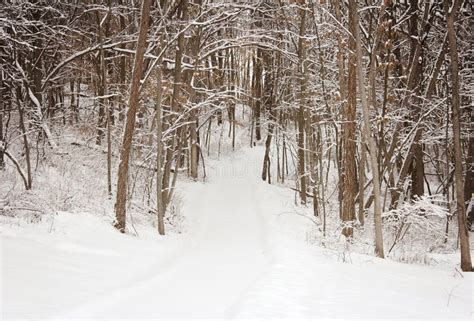 Path In The Snowy Woods Stock Image Image Of Frost Season 13265245