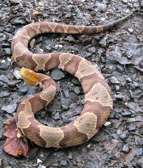 The first step is to, if possible remove the cottonmouth snake from the immediate area of concern.the next step is to remove all possible food sources in which the cottonmouth snake is potentially eating. How to Get Rid of Water Snakes | eHow