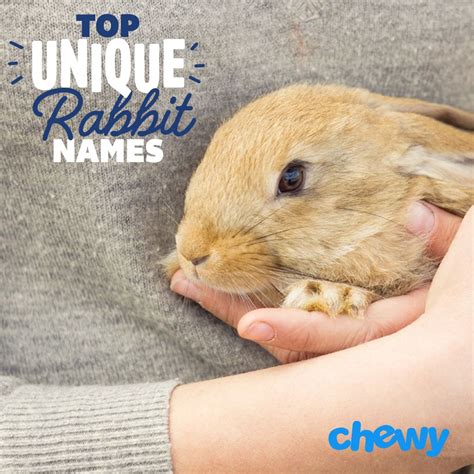 The Ultimate Rabbit Names List: 300+ Unique Bunny Names | BeChewy