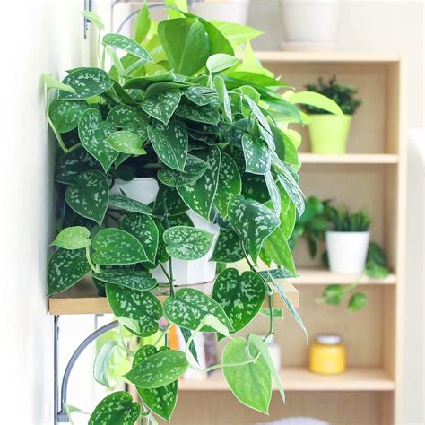 Satin Pothos Top 8 Low Maintenance House Plants For Beginners My