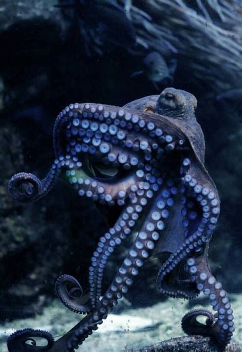 Https Facebook Com Photo Php Fbid Beautiful Sea Creatures Octopus