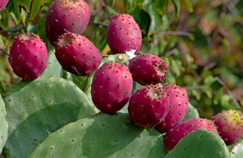 Can You Eat Cactus List Of Edible And Dangerous Cacti Gardenine