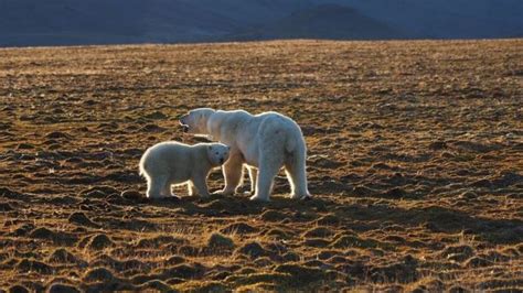 polar bear kills man in norway s arctic svalbard islands bbc news