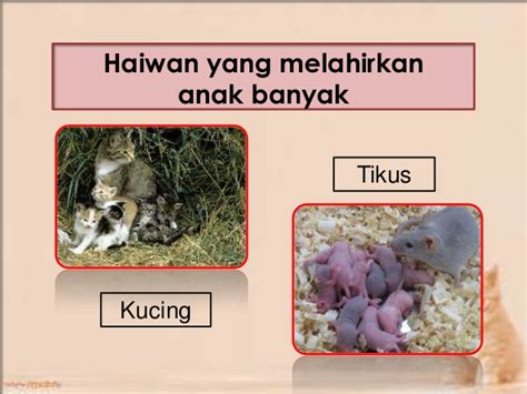 Pengertian ovovivipar hewan yang berkembang biak dengan cara bertelur dan beranak, embrionya berkembang di dalam telur, dan telur tetap hewan ovovivipar lainnya adalah individu akan bertelur dan menetas di luar tubuh induknya. Gambar Ayam Gajah - Gambar Yza