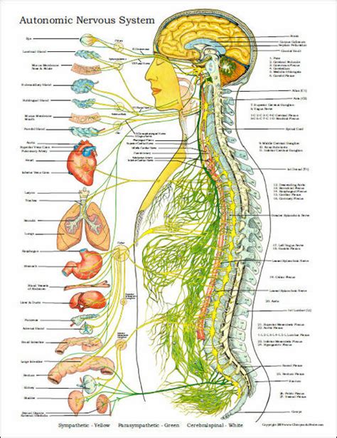 Want to learn more about it? Autonomic Nervous System Poster - Clinical Charts and Supplies