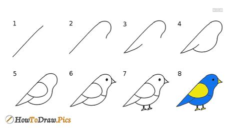 How to draw a kiwi for kids easy and step by step. How To Draw Birds Pictures