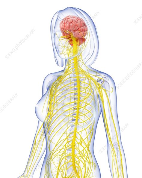 Female Nervous System Artwork Stock Image F0061711 Science