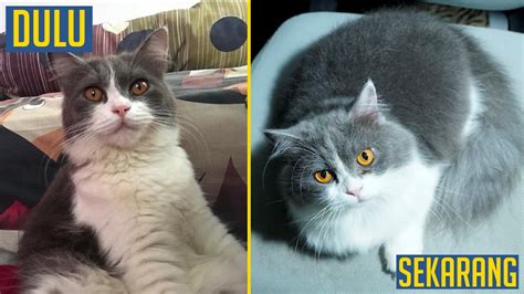 Hidung persia identik dengan pesek. Kucing Persia Putih Abu : Kucing Bisa Berubah Warna Bulu ...