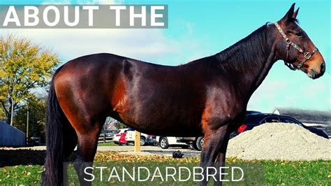 About The Standardbred Standardbred Horse Horse Breeds Horses