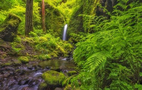 Обои лес река растительность водопад Орегон Oregon Columbia River