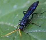 Photos of Blue Wasp