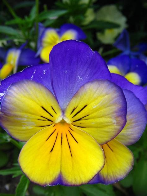 Yellow Pansy Free Photo Download Freeimages
