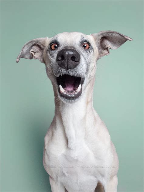 Incredibly Expressive Dog Portraits By Elke Vogelsang Happy Dogs Dog