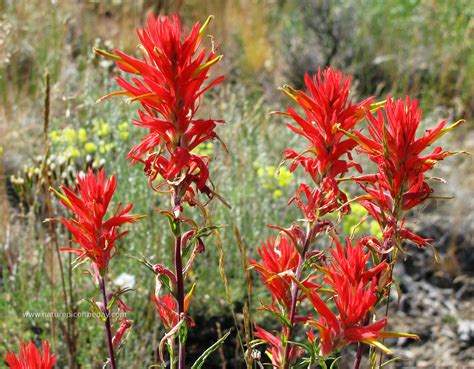 indian_paintbrush_full.jpg (2932×2284) (With images) | Indian