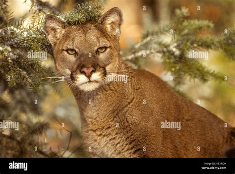 Cougar Felis Concolor Captive Species Stock Photo Alamy