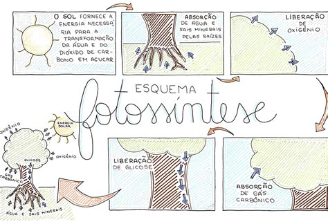 Mapa Mental Sobre FotossÍntese Conteúdo Mapeado