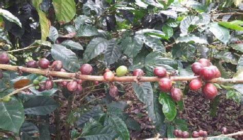 Cafeteros Manizales Caldas Broca Cosecha En Caldas Hacen