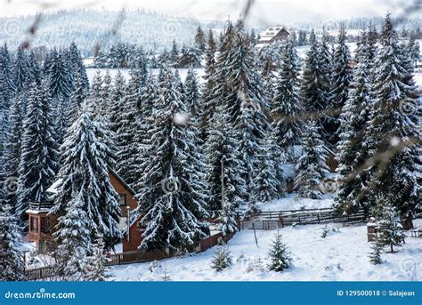 Winter Wonderland Forest Stock Photo Image Of Frozen 129500018