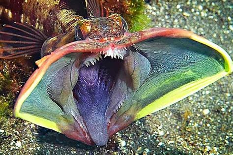 20 Beautiful Animals That Live Under The Sea