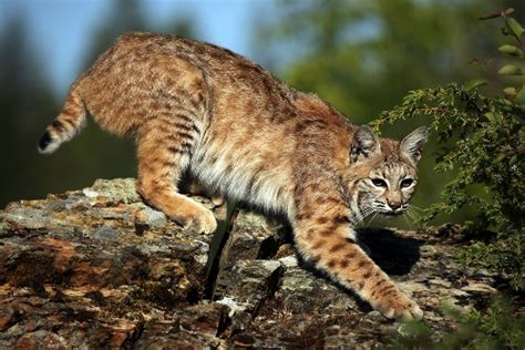 Like a cougar, it will cover the carcass remains and frequently return to feed on it. 10 Interesting Bobcat Facts - My Interesting Facts
