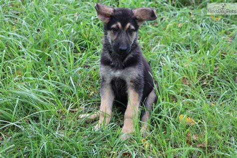 Tan Collar German Shepherd Puppy For Sale Near Omaha Council Bluffs