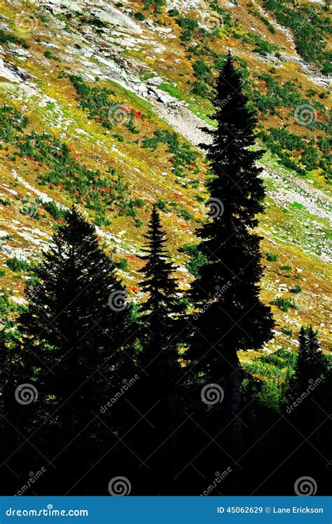 Silhouette Pine Trees Autumn Mountainside Stock Image Image Of Forest