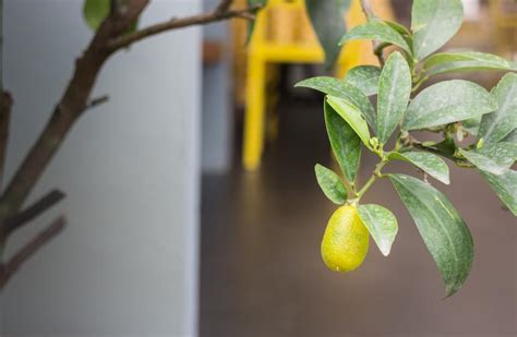 Indoor Fruit Trees You Can Grow At Home The Indoor Gardens