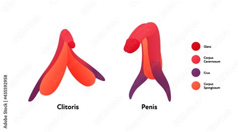 Penis Clitoris