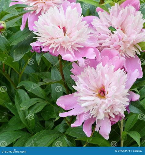 Peony Flower Lat Paeonia White Pink Color Stock Photo Image Of