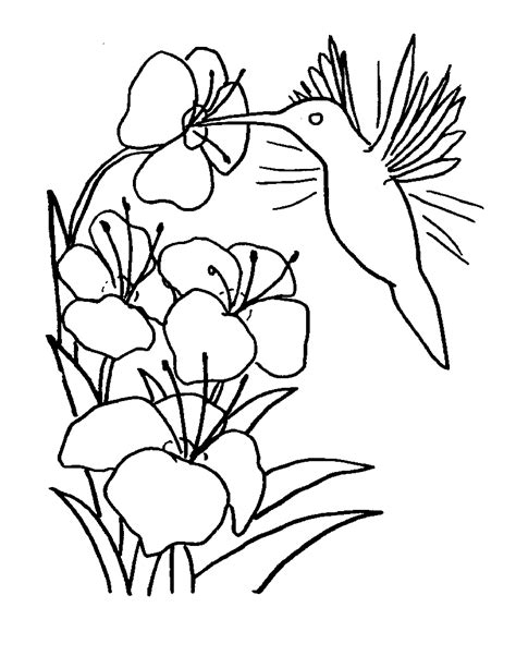 Free Printable Hummingbird Coloring Pages Printable World Holiday