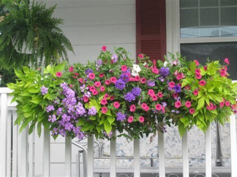 They thrive in hot conditions, and require little regular attention. 12 Window Boxes For Amazing Morning View
